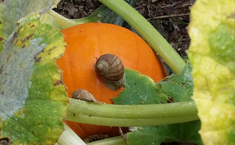 KENKOKAN – Im Spätsommer